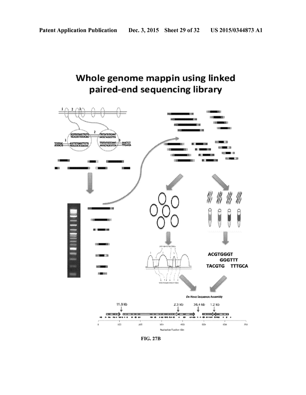Whole Genome Mapping by DNA Sequencing With Linked-Paired-End Library - diagram, schematic, and image 30