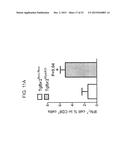 REDUCTION OF TGF BETA SIGNALING IN MYELOID CELLS IN THE TREATMENT OF     CANCER diagram and image