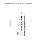 REDUCTION OF TGF BETA SIGNALING IN MYELOID CELLS IN THE TREATMENT OF     CANCER diagram and image