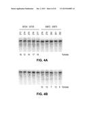 METHODS AND COMPOSITIONS FOR REGULATION OF TRANSGENE EXPRESSION diagram and image