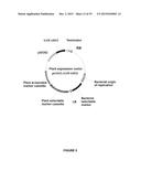 PLANTS HAVING ENHANCED YIELD-RELATED TRAITS AND A METHOD FOR MAKING THE     SAME diagram and image