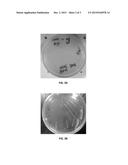 NICOTINE RESISTANT MICROORGANISMS diagram and image