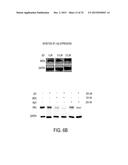 SYSTEMS AND METHODS FOR IDENTIFYING DRUG COMBINATIONS FOR REDUCED DRUG     RESISTANCE IN CANCER TREATMENT diagram and image