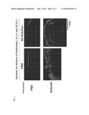 ANTIBODY COMPOSITION, KIT FOR PREPARING ANTIBODY COMPOSITION, AND     IMMUNOSTAINING METHOD diagram and image