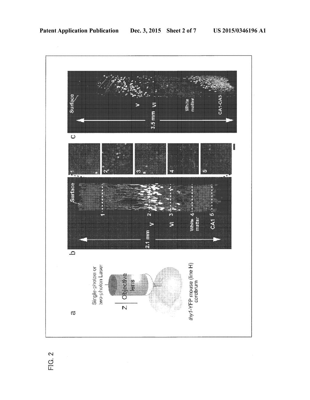 ANTIBODY COMPOSITION, KIT FOR PREPARING ANTIBODY COMPOSITION, AND     IMMUNOSTAINING METHOD - diagram, schematic, and image 03