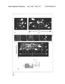 ANTIBODY COMPOSITION, KIT FOR PREPARING ANTIBODY COMPOSITION, AND     IMMUNOSTAINING METHOD diagram and image