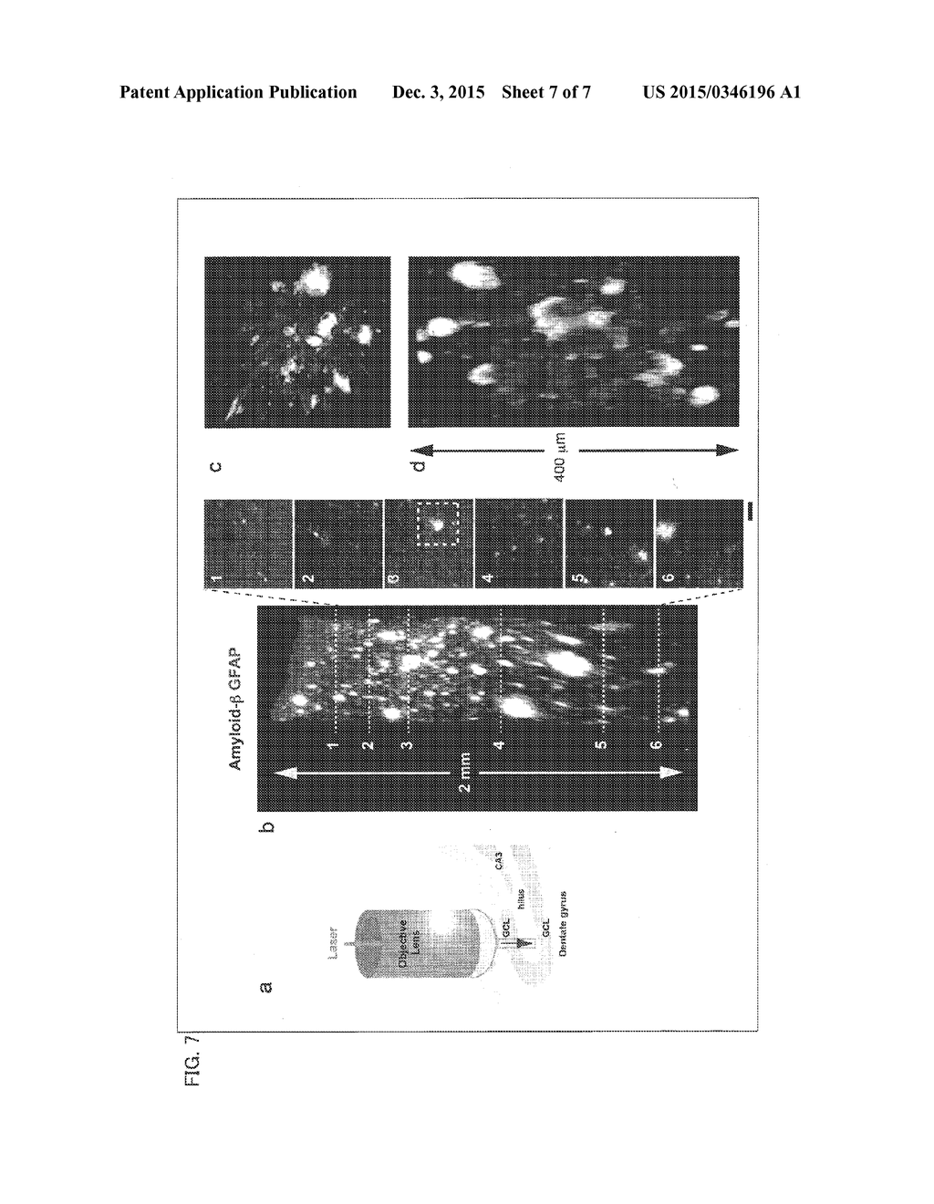 ANTIBODY COMPOSITION, KIT FOR PREPARING ANTIBODY COMPOSITION, AND     IMMUNOSTAINING METHOD - diagram, schematic, and image 08