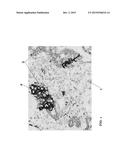 MULTIPLEX ASSAY FOR IMPROVED SCORING OF TUMOR TISSUES STAINED FOR PD-L1 diagram and image