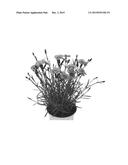 Dianthus plant named  KLEDG13159  diagram and image