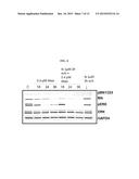 HDAC INHIBITOR AND BTK INHIBITOR COMBINATIONS diagram and image