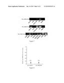 PLANTS AS FUNCTIONAL MICRORNA AND/OR FUNCTIONAL SIRNA CARRIERS,     PREPARATION METHODS AND USES THEREOF diagram and image