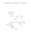 Anti-Her2 Antibody-Maytansine Conjugates and Methods of Use Thereof diagram and image