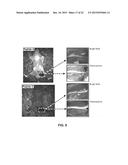 COMPOSITIONS FOR LABELING NERVES AND METHODS OF USE diagram and image