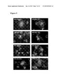 C-TERMINAL AND CENTRAL EPITOPE A-BETA ANTIBODIES diagram and image