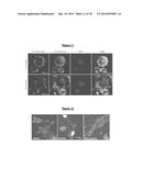 AN UPCONVERSION FLUORESCENT NANOPARTICLE diagram and image