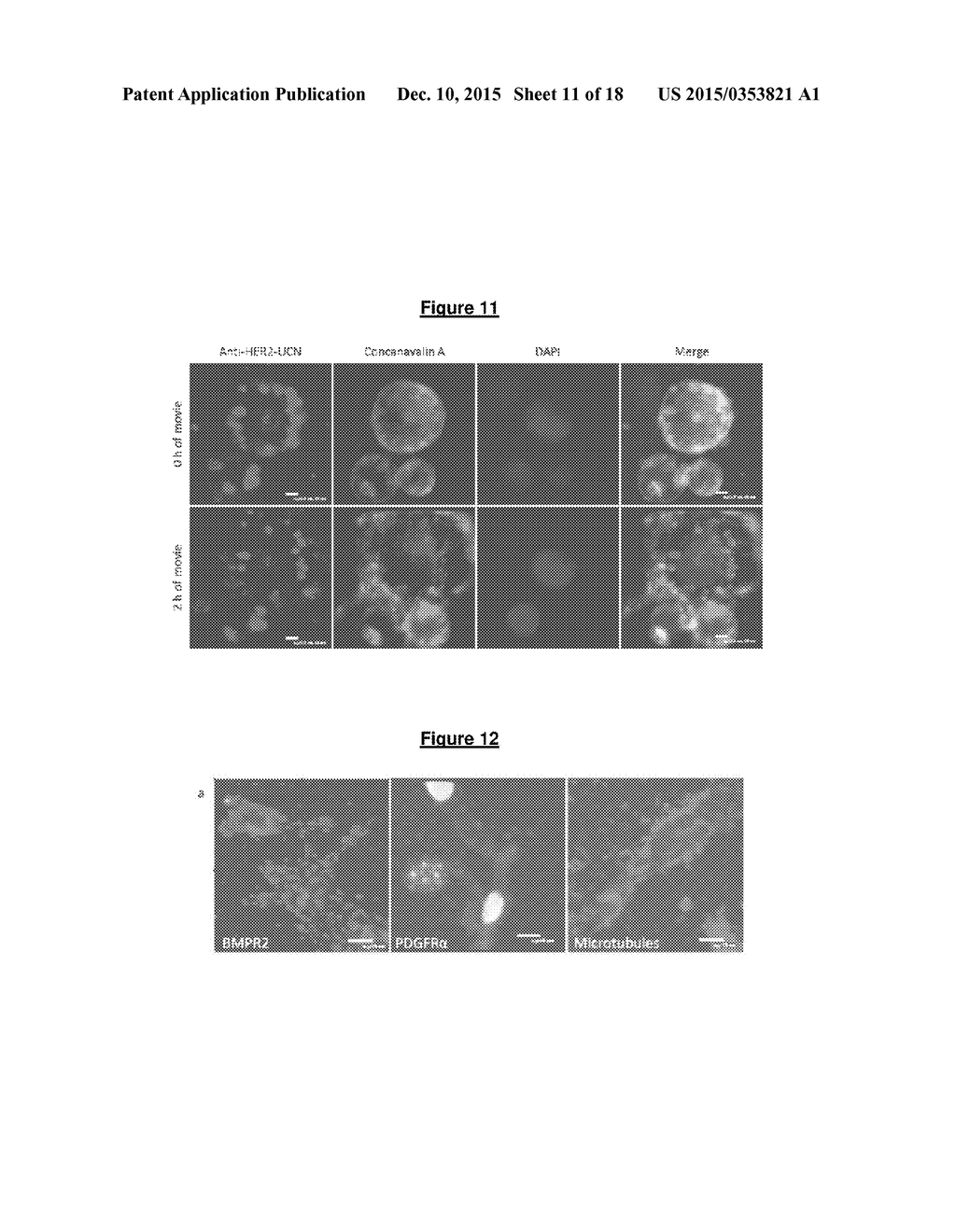 AN UPCONVERSION FLUORESCENT NANOPARTICLE - diagram, schematic, and image 12