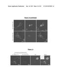 AN UPCONVERSION FLUORESCENT NANOPARTICLE diagram and image