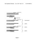 METHOD TO COUNTER-SELECT CELLS OR ORGANISMS BY LINKING LOCI TO NUCLEASE     COMPONENTS diagram and image