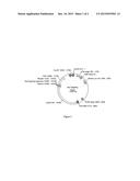 Compositions and Methods for Targeted Gene Disruption in Prokaryotes diagram and image