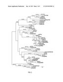 ISOLATED POLYPEPTIDES, KITS COMPRISING THE SAME AND USES THEREOF diagram and image