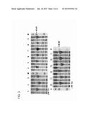 METHOD OF ON-CHIP NUCLEIC ACID MOLECULE SYNTHESIS diagram and image