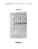 ANTISENSE OLIGONUCLEOTIDES FOR INDUCING EXON SKIPPING AND METHODS OF USE     THEREOF diagram and image