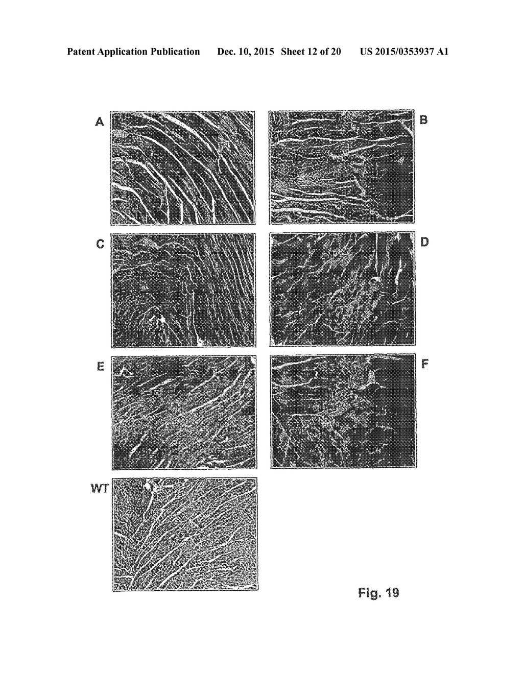 Compositions and Methods for Inhibiting Expression of a Target Gene - diagram, schematic, and image 13