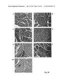 Compositions and Methods for Inhibiting Expression of a Target Gene diagram and image