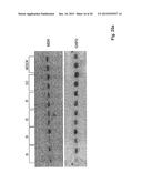 Compositions and Methods for Inhibiting Expression of a Target Gene diagram and image