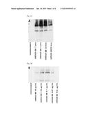 Cell-Based Assay for Neutralizing Antibodies diagram and image