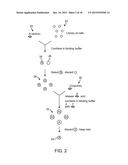 Method for Selecting Agents that Bind to Transmembrane Receptors in a     Conformationally-Selective Manner diagram and image