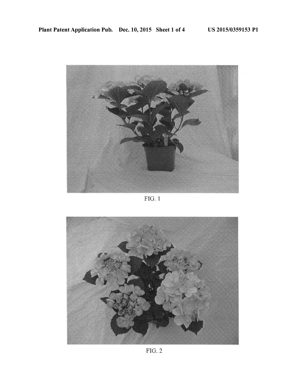 Hydrangea Plant Named 'BCHY-11.033' - diagram, schematic, and image 04