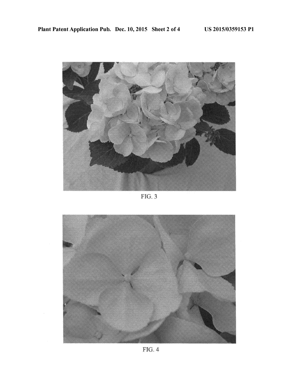 Hydrangea Plant Named 'BCHY-11.033' - diagram, schematic, and image 05