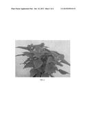 Coleus plant named  UF12-30-6  diagram and image