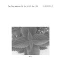 Coleus plant named  UF12-30-6  diagram and image