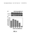 ENZYME RESPONSIVE NANOCAPSULES FOR PROTEIN DELIVERY diagram and image