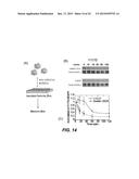 ENZYME RESPONSIVE NANOCAPSULES FOR PROTEIN DELIVERY diagram and image