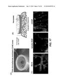 ENZYME RESPONSIVE NANOCAPSULES FOR PROTEIN DELIVERY diagram and image