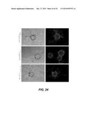 ENZYME RESPONSIVE NANOCAPSULES FOR PROTEIN DELIVERY diagram and image