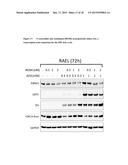 METHODS FOR TREATING EPSTEIN-BARR VIRUS (EBV) ASSOCIATED CANCERS USING     ORAL FORMULATIONS OF 5-AZACYTIDINE diagram and image