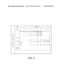 TREATING A MELANOMA WITH A WHOLE, LEECH SALIVA EXTRACT diagram and image