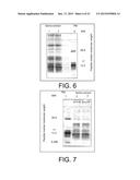 TREATING A MELANOMA WITH A WHOLE, LEECH SALIVA EXTRACT diagram and image