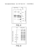 TREATING A MELANOMA WITH A WHOLE, LEECH SALIVA EXTRACT diagram and image