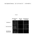 pH-Sensitive Polymer-Drug Conjugates for Targeted Delivery of Therapeutics diagram and image