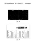 TRANSCRIPTION FACTOR-BASED GENERATION OF PACEMAKER CELLS AND METHODS OF     USING SAME diagram and image