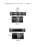 TRANSCRIPTION FACTOR-BASED GENERATION OF PACEMAKER CELLS AND METHODS OF     USING SAME diagram and image