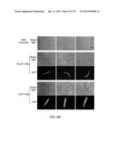 TRANSCRIPTION FACTOR-BASED GENERATION OF PACEMAKER CELLS AND METHODS OF     USING SAME diagram and image