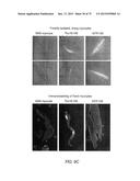 TRANSCRIPTION FACTOR-BASED GENERATION OF PACEMAKER CELLS AND METHODS OF     USING SAME diagram and image