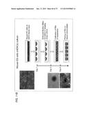 TRANSCRIPTION FACTOR-BASED GENERATION OF PACEMAKER CELLS AND METHODS OF     USING SAME diagram and image