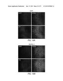 TRANSCRIPTION FACTOR-BASED GENERATION OF PACEMAKER CELLS AND METHODS OF     USING SAME diagram and image